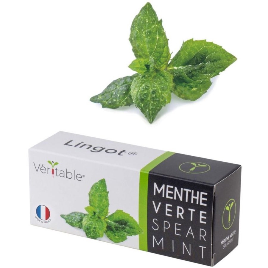 V Ritable Seed Lingot Mint Spearmint